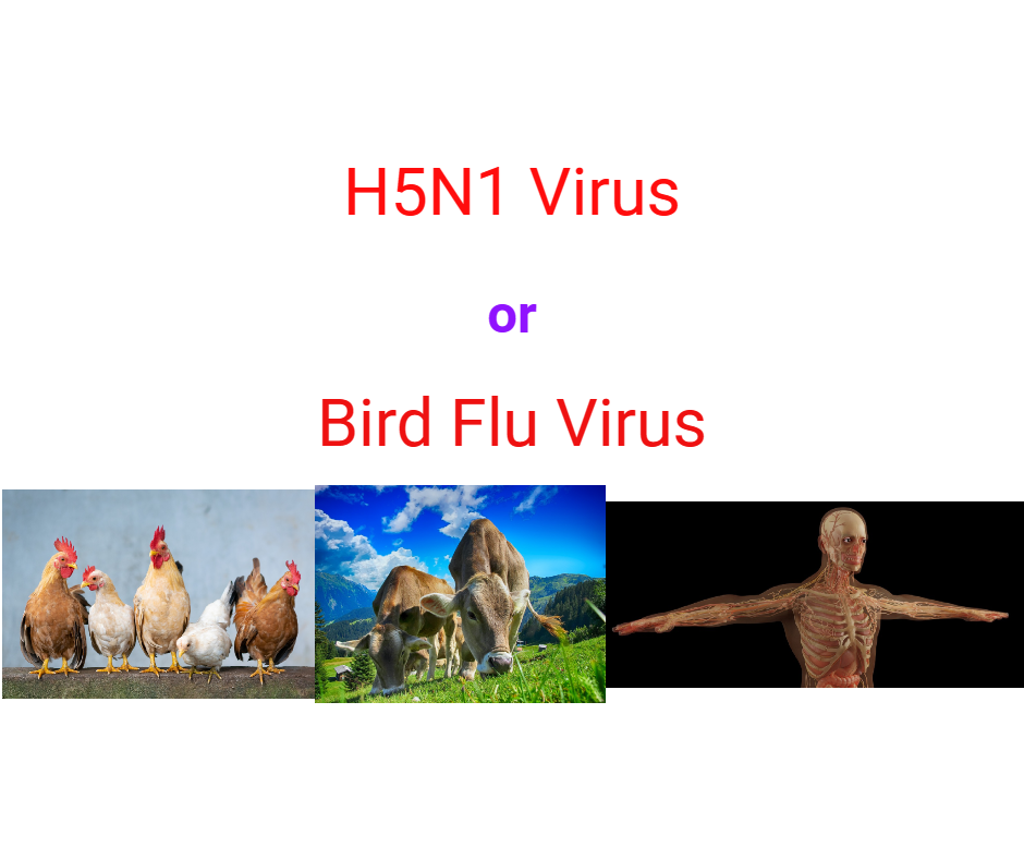 H5n1 Virus | Influenza Virus | Bird Flue Virus